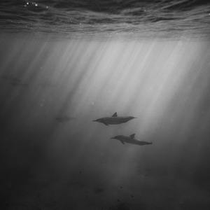 成人三级视频在线
